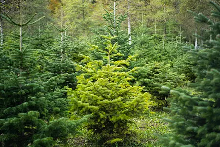 Das keltische Baumhoroskop offenbart den persönlichen Lebensbaum und welche Eigenschaften dieser hat. Junge Tannen im Wald