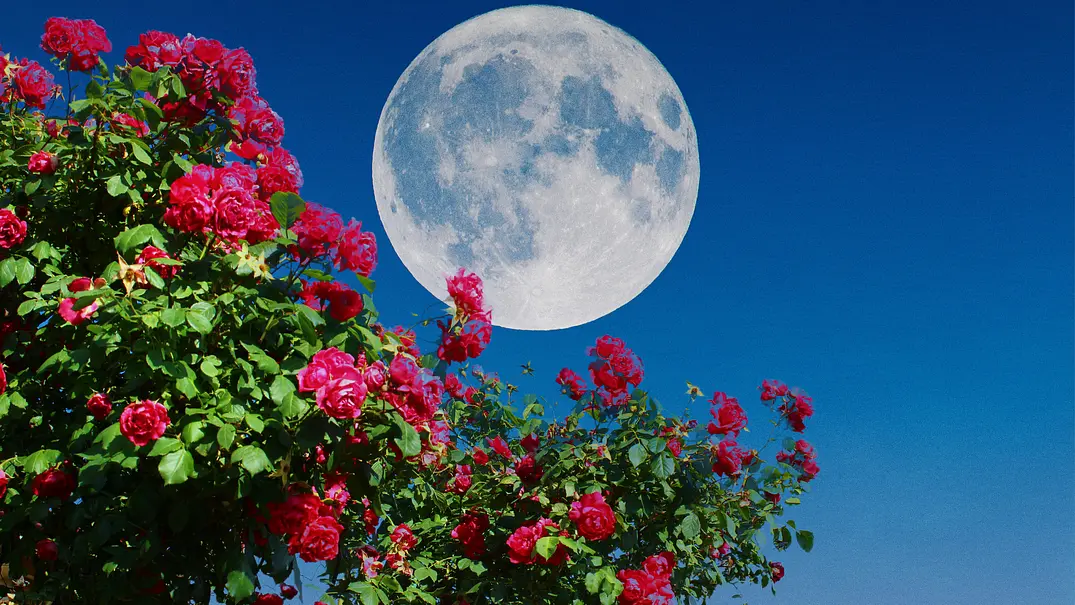 Blick auf einen Vollmond und rote Rosen - Foto: Abdulkadir ARSLAN/iStock Blick auf einen Vollmond und rote Rosen - Foto: Abdulkadir ARSLAN/iStock