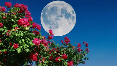 Blick auf einen Vollmond und rote Rosen - Foto: Abdulkadir ARSLAN/iStock Blick auf einen Vollmond und rote Rosen - Foto: Abdulkadir ARSLAN/iStock