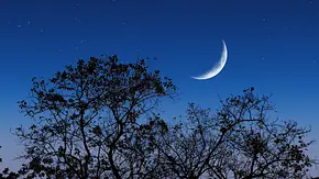Neumond am dunklen Sternenhimmel, über einem Baum. - Foto: Hiran Naskar/iStock