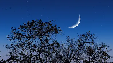 Neumond am dunklen Sternenhimmel, über einem Baum. - Foto: Hiran Naskar/iStock