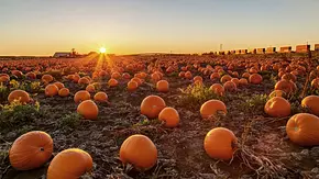 Zahlreiche orange Kürbisse liegen auf einem weiten Feld. Die tief stehende Sonne leuchtet über Gebäuden am Horizont. - Foto: jamesvancouver/iStock
