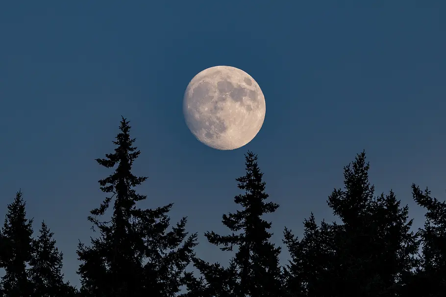 Heller Vollmond hinter dunklen Tannen.