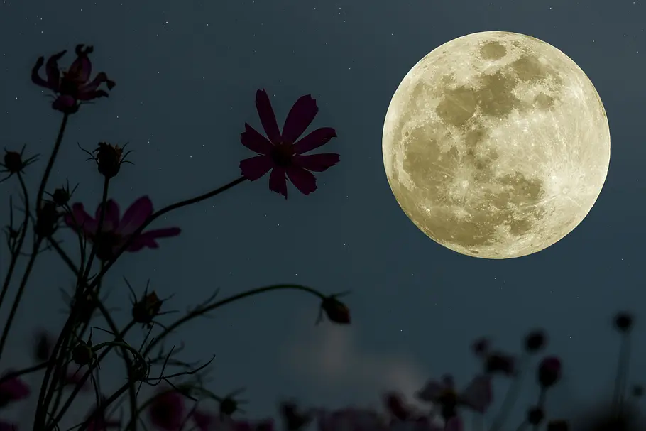 Mond-Mantra für die Woche vom 31. März bis 6. April 2025 Vollmond steht am Nachthimmel mit Frühlingsblumen im Vordergrund