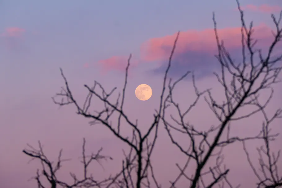 Das Mond-Mantra für die Woche vom 24. Februar bis zum 2. März 2025 Der Vollmond steht am rosanen Himmel hinter einem kahlen Baum