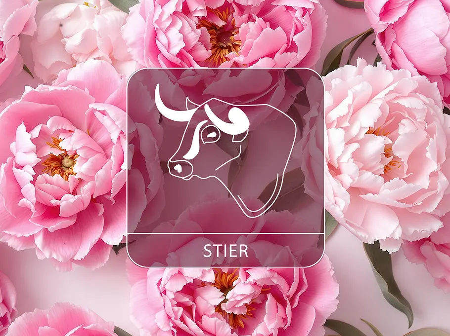 Sternzeichen Stier vor Pfingstrosen