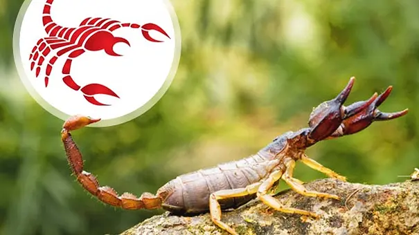 Bild eines Skorpions mit einem Sternzeichen Skorpion Symbol oben links in der Ecke - Foto: iStock Bild eines Skorpions mit einem Sternzeichen Skorpion Symbol oben links in der Ecke - Foto: iStock