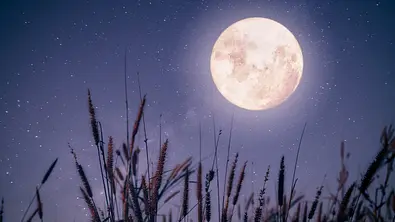 An einem Nachthimmel erstrahlt ein großer Vollmond, umrandet von Weizenhalmen. - Foto: jakkapan21/iStock An einem Nachthimmel erstrahlt ein großer Vollmond, umrandet von Weizenhalmen. - Foto: jakkapan21/iStock