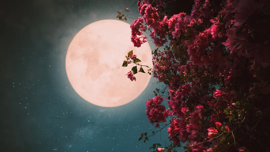 Ein leuchtender Vollmond steht am klaren Nachthimmel und wird von üppigen, pinkfarbenen Blüten eingerahmt. - Foto: jakkapan21/iStock Ein leuchtender Vollmond steht am klaren Nachthimmel und wird von üppigen, pinkfarbenen Blüten eingerahmt. - Foto: jakkapan21/iStock