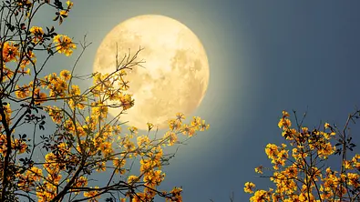 Das Bild zeigt einen großen, leuchtend hellen Vollmond, der hinter gelben Blüten eines Baumes am Nachthimmel aufgeht. - Foto: jakkapan21/iStock Das Bild zeigt einen großen, leuchtend hellen Vollmond, der hinter gelben Blüten eines Baumes am Nachthimmel aufgeht. - Foto: jakkapan21/iStock