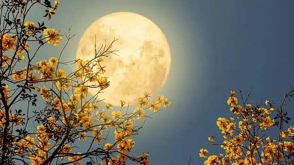 Das Bild zeigt einen großen, leuchtend hellen Vollmond, der hinter gelben Blüten eines Baumes am Nachthimmel aufgeht. - Foto: jakkapan21/iStock Das Bild zeigt einen großen, leuchtend hellen Vollmond, der hinter gelben Blüten eines Baumes am Nachthimmel aufgeht. - Foto: jakkapan21/iStock