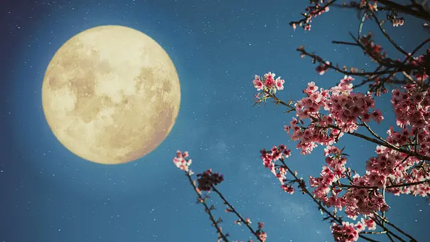 Am Himmel leuchtet der Vollmond groß und rund. Unter ihm blüht ein Baum in pink-roten Farben. - Foto: jakkapan21/iStock Am Himmel leuchtet der Vollmond groß und rund. Unter ihm blüht ein Baum in pink-roten Farben. - Foto: jakkapan21/iStock