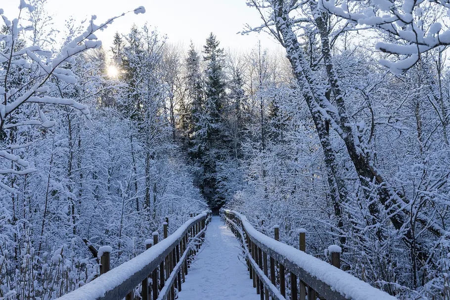 Weg führt durch eine verschneite Winterlandschaft
